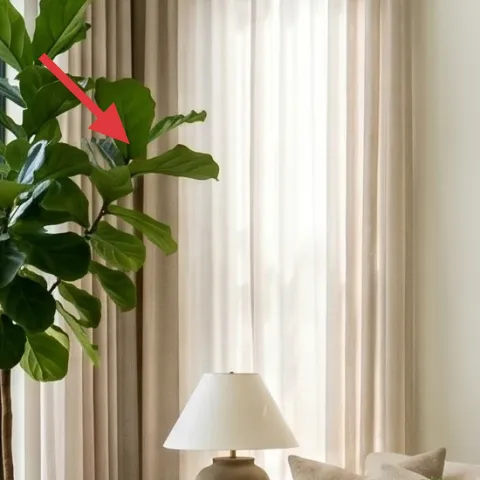 tall indoor plant in terracotta pot