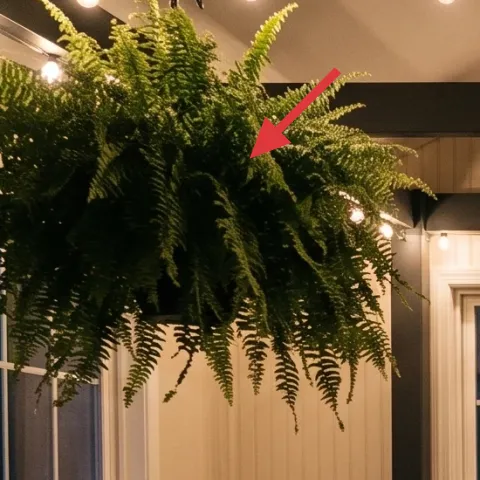 large potted ferns (pair)