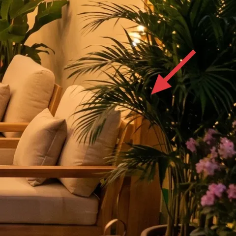 potted palm plant cluster