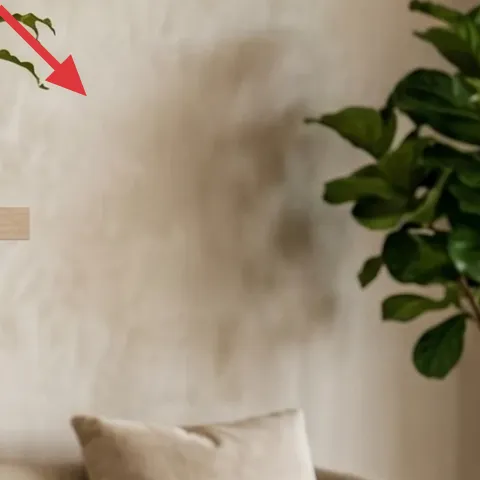 large leafy potted plant in terracotta-style pot