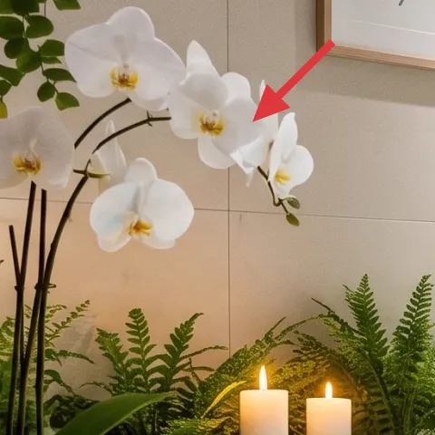 white orchid blossoms