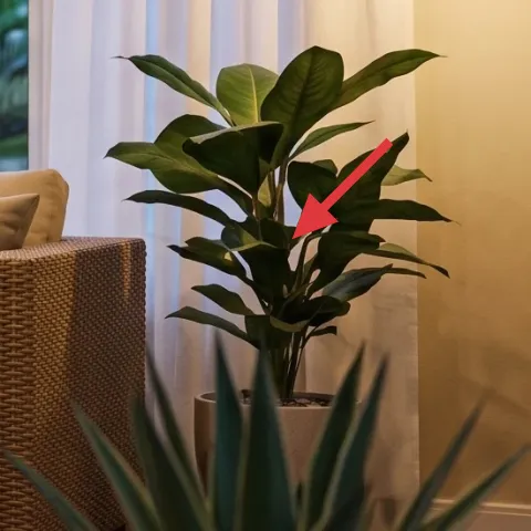 medium potted leafy plant