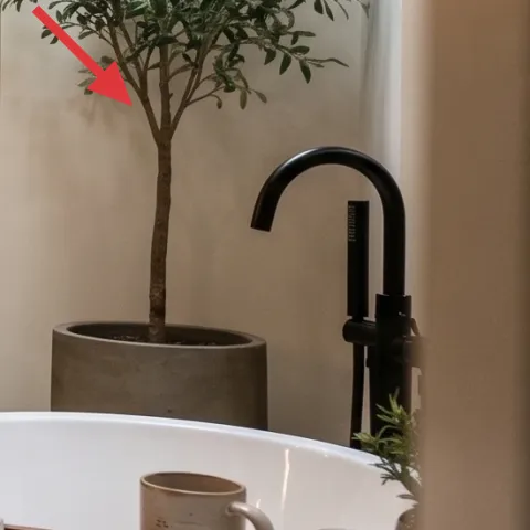 tall leafy plant in planter near shower