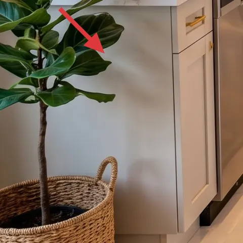 Woven basket with large leafy plant
